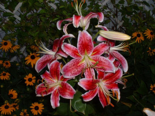 Картинка цветы лилии лилейники