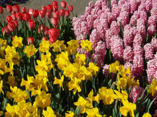 Картинка цветы разные вместе