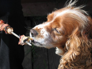 Картинка лифер андрей мечта спаниеля животные собаки