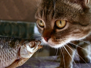 Картинка сергей ермаков еще эти мыши называли тебя юмор приколы