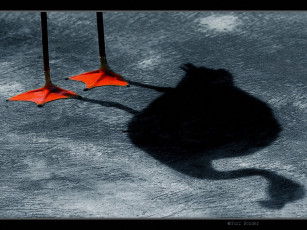 Картинка юрий бондер розовый фламинго животные