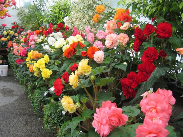 Обои картинки фото цветы, бегония