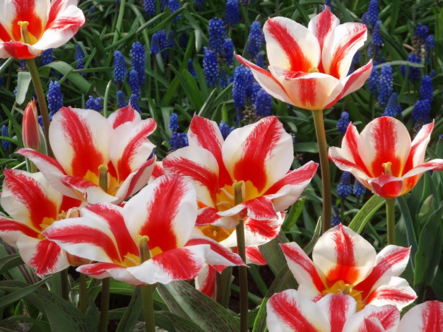 Обои картинки фото цветы, тюльпаны