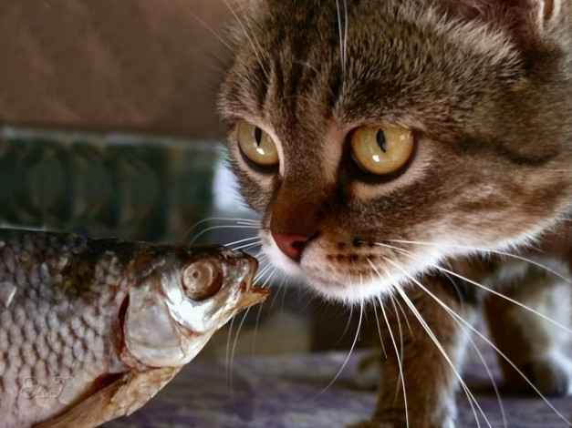 Обои картинки фото сергей, ермаков, еще, эти, мыши, называли, тебя, юмор, приколы