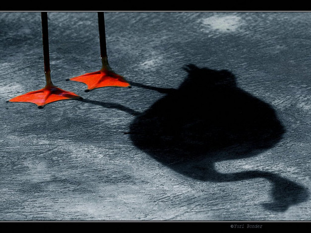 Обои картинки фото юрий, бондер, розовый, фламинго, животные