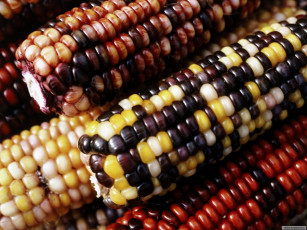 Картинка еда кукуруза