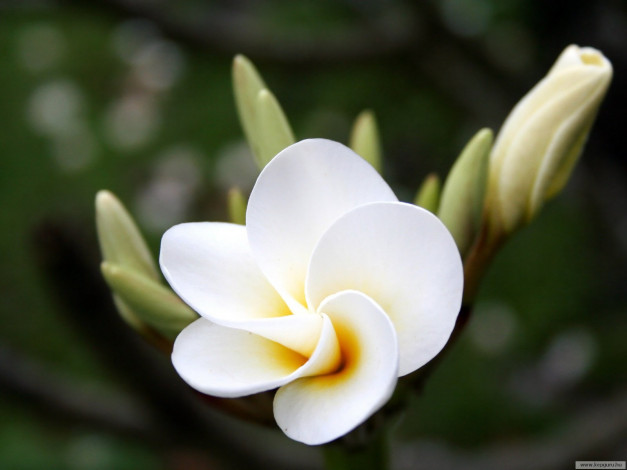 Обои картинки фото цветы, плюмерия