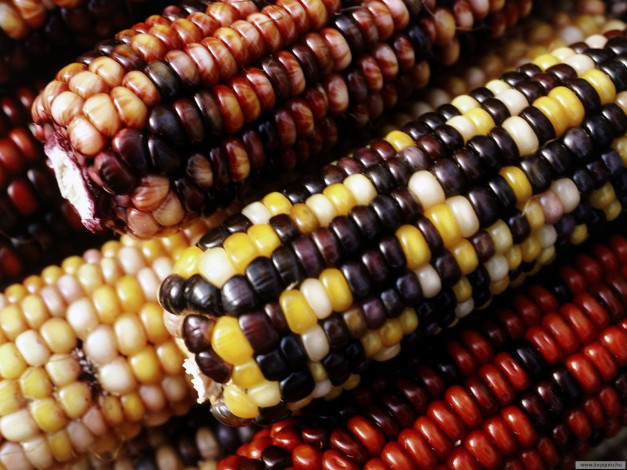 Обои картинки фото еда, кукуруза