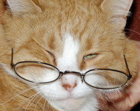 Картинка животные коты