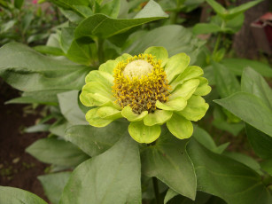 Картинка цветы цинния