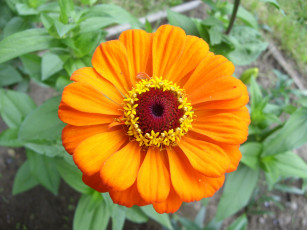 Картинка цветы цинния