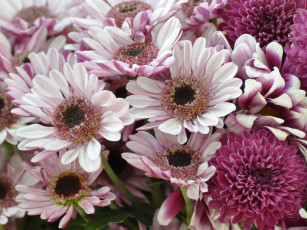 обоя цветы, хризантемы