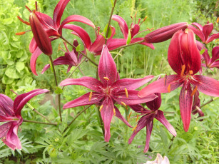 Картинка цветы лилии лилейники