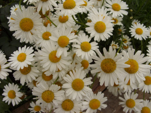 Картинка цветы ромашки