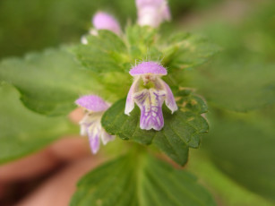 Картинка микро2 цветы луговые полевые