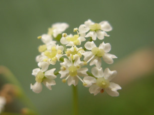 Картинка микро3 цветы