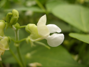 Картинка микро4 цветы душистый горошек