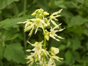 Картинка микро5 цветы