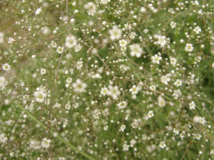 Картинка микро6 цветы