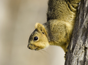 Картинка животные белки