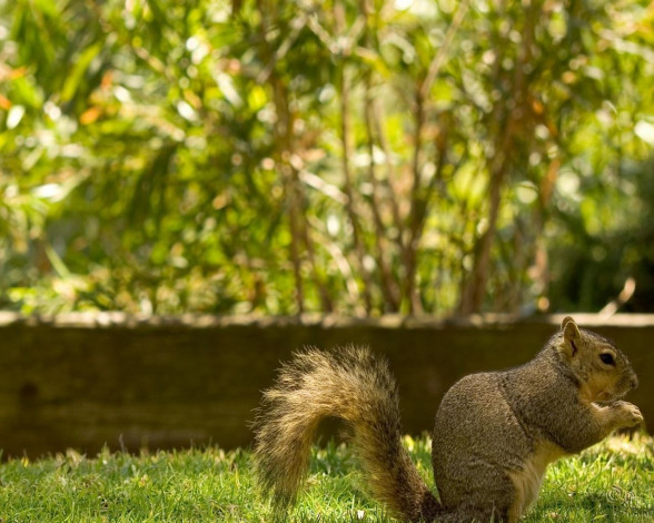 Обои картинки фото животные, белки