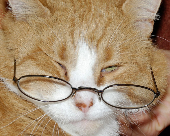 Обои картинки фото животные, коты