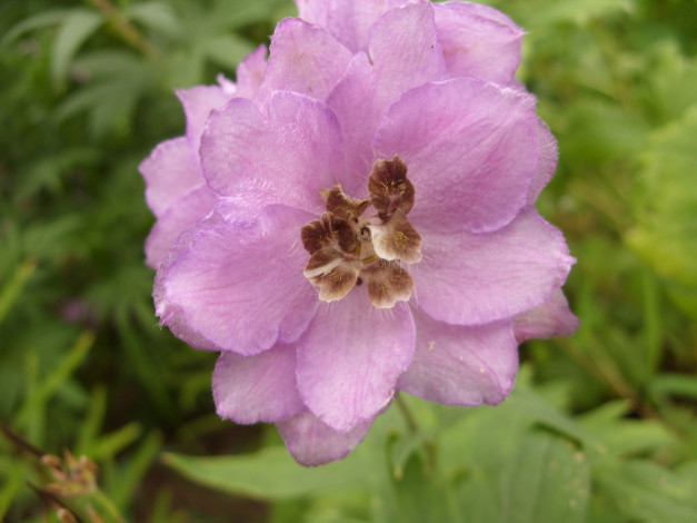 Обои картинки фото цветы