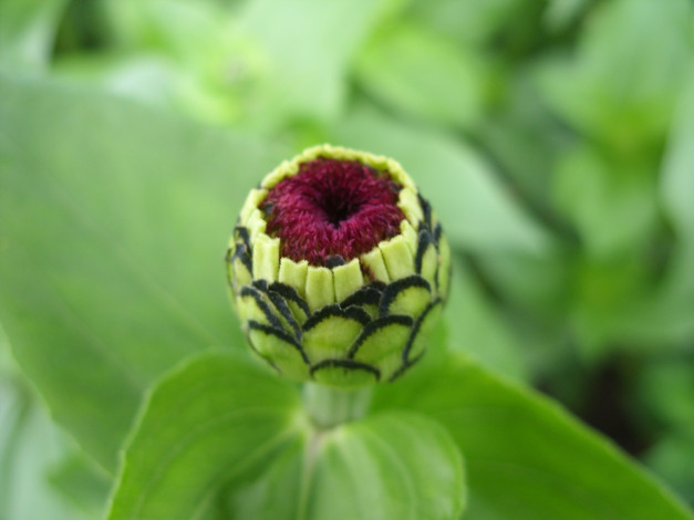 Обои картинки фото цветы, цинния