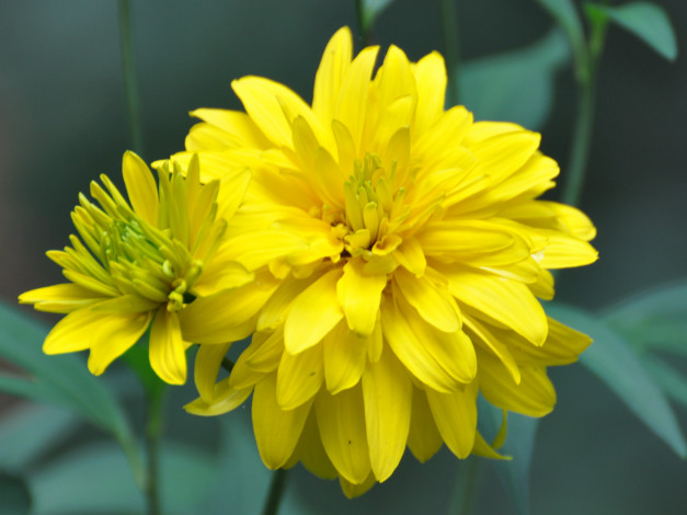 Обои картинки фото цветы, хризантемы