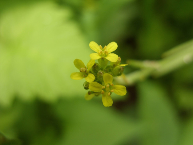 Обои картинки фото микро1, цветы