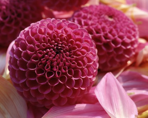 Картинка цветы георгины