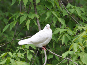 обоя животные, голуби