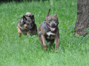 Картинка животные собаки