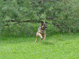 Картинка животные собаки