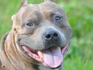 Картинка животные собаки