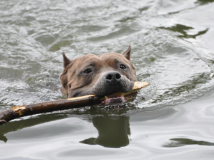 Картинка животные собаки