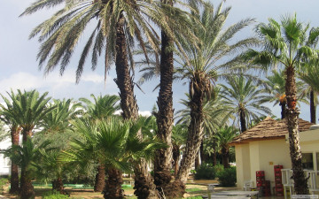 Картинка мальорка природа тропики