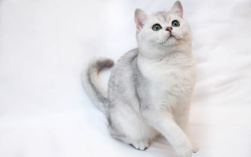 Картинка животные коты