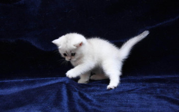 Картинка животные коты