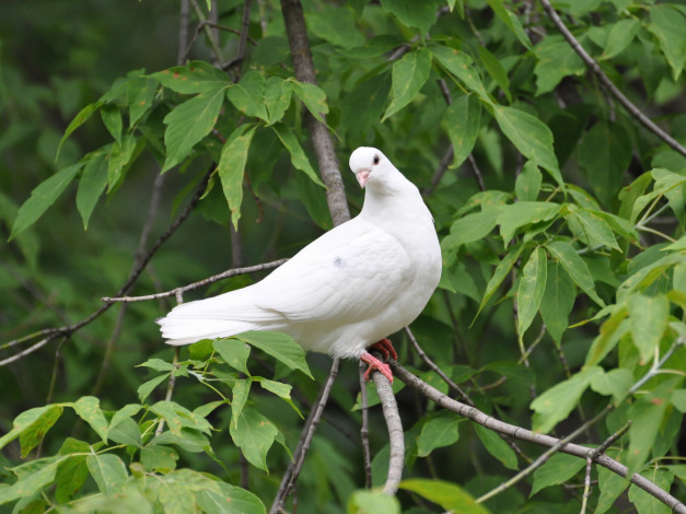 Обои картинки фото животные, голуби