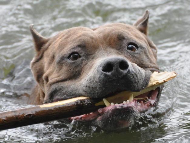 Обои картинки фото животные, собаки