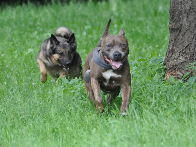 Обои картинки фото животные, собаки