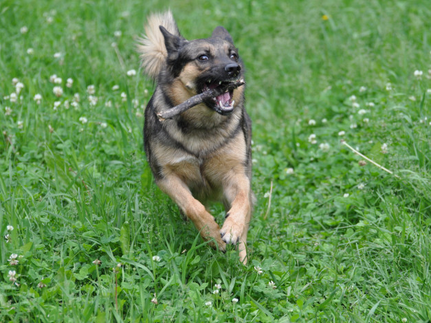 Обои картинки фото животные, собаки