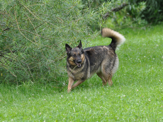 Обои картинки фото животные, собаки