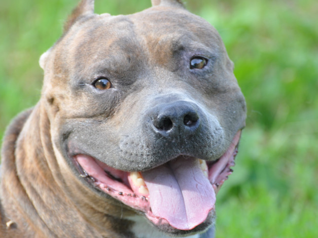 Обои картинки фото животные, собаки