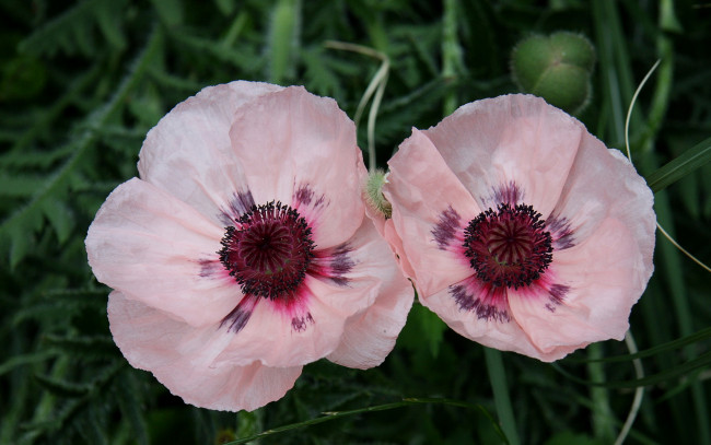 Обои картинки фото цветы, маки