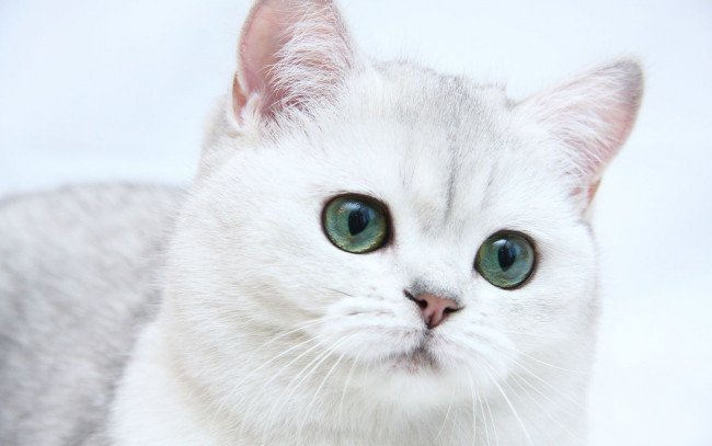 Обои картинки фото животные, коты