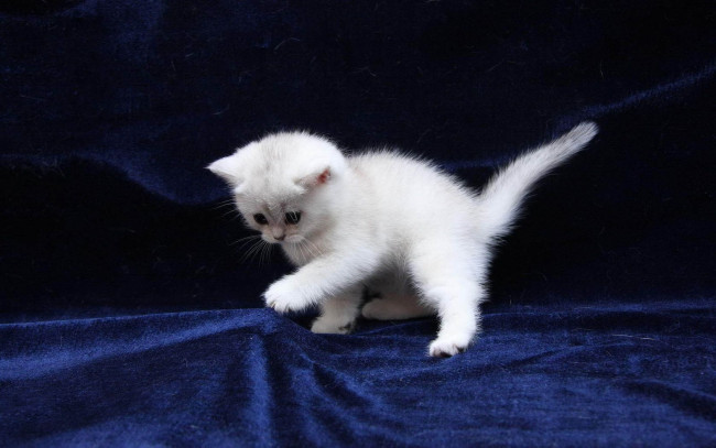 Обои картинки фото животные, коты