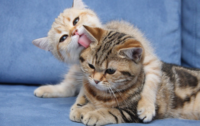 Обои картинки фото животные, коты