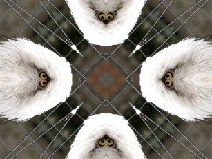 Картинка 3д графика fractal фракталы фрактал